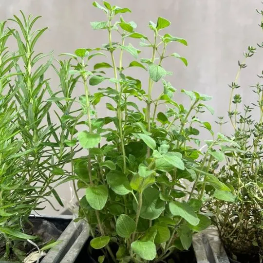 Huerta organica con plantas aromaticas blanca 